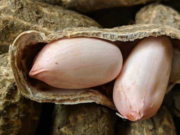تصویر 1 از خرید بادام زمینی آستانه + قیمت فروش استثنایی